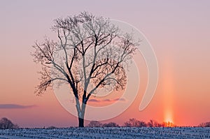 Bare Winter Trees at Sunrise