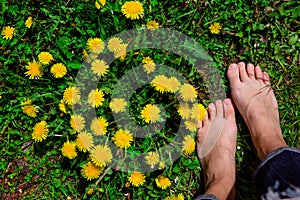 Bare woman`s feet on the grass with yellow dandelions