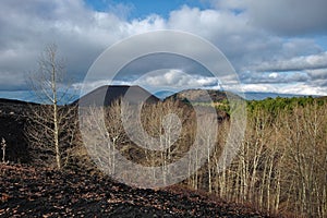 Bare Woods Old Craters In Etna Park, Sicily photo