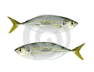 BAREBREAST JACK Fish isolated on white