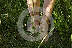 Barefoot child stands in tall summer grass, legs close-up, hard light of the sun, the concept of the unity of nature and man, the