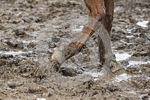 Barefoot horse in the mud