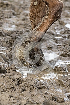 Barefoot horse in the mud