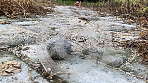 Barefoot Injury Risk, running on sandy, gravel road