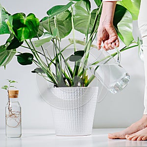 Barefoot woman watering beautiful healthy monstera in a pot on the floor