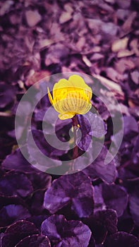 A barely blooming kingcup flower Caltha palustris on a purple leaves background.