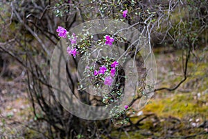 Barely blossoming flowers of wild rosemary maralnik in the local dialect in Altai