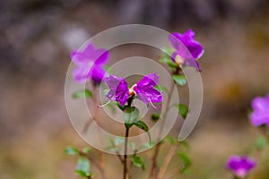 Barely blossoming flowers of wild rosemary maralnik in the local dialect in Altai