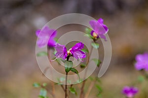 Barely blossoming flowers of wild rosemary maralnik in the local dialect in Altai