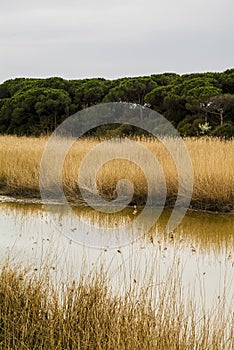 Barena in the Po Delta Park, Ravenna