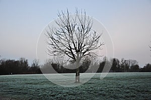 baretrees in misty day