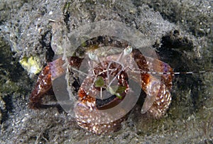 Bareye Hermit Crab (Dardanus fucosus) in Florida