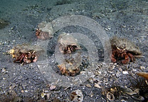 Bareye Hermit Crab (Dardanus fucosus) in Florida