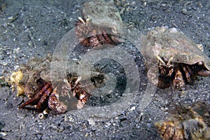 Bareye Hermit Crab (Dardanus fucosus) in Florida