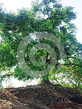 Bargad tree india village tree
