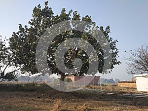 Bargad Tree in UP india