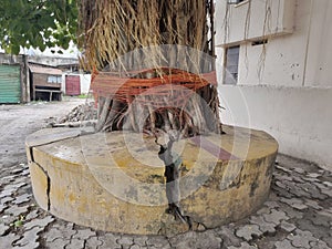 Bargad tree | bargad worship tree