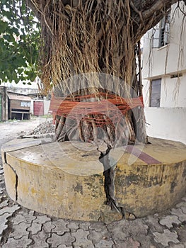 Bargad tree | bargad worship tree