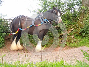 Barge pulling horse on towpath