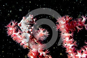 Bargibanti Pigmy Sea Horse