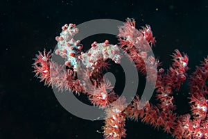 Bargibanti Pigmy Sea Horse in indonesia