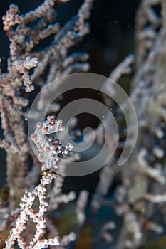 Bargibanti Pigmy Sea Horse in indonesia