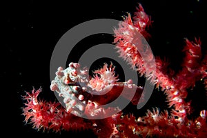 Bargibanti Pigmy Sea Horse in indonesia