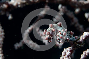 Bargibanti Pigmy Sea Horse the smallest in the world