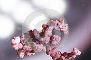 Bargibanti pygmy seahorse