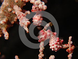 Bargibanti Pygmy Seahorses