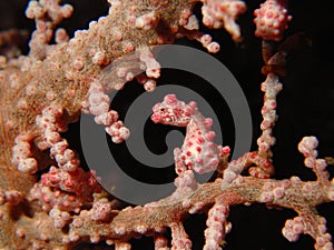 Bargibanti Pygmy Seahorses