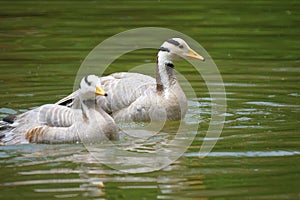 Barhead geese