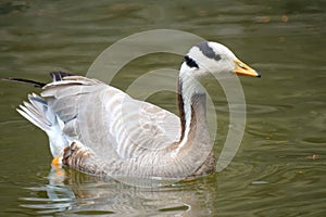 Barhead goose