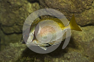 The Barhead spinefoot Siganus virgatus.