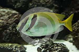 The Barhead spinefoot Siganus virgatus.