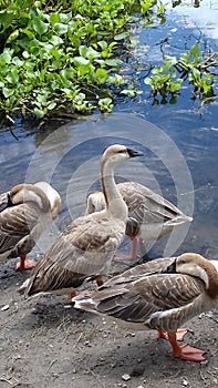 Barheaded Goose