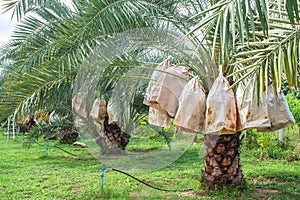 Barhi Dates palm yellow fruits Phoenix Dactylifera in organic Dates palm farm