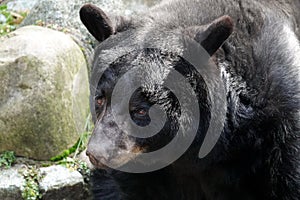 Baribal (Ursus americanus Pallas) at the Kaliningrad Zoo