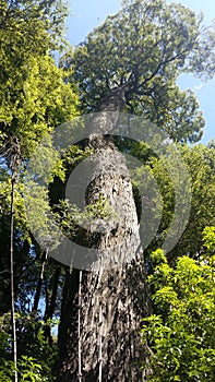 Bariloche forest trees photo