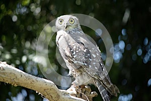 the baring owl is perched on a branch