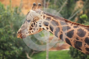 Baringo giraffe