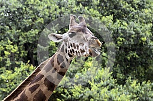 Baringo giraffe