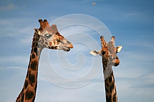 Baringo Giraffe - African Animal