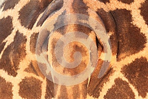 Baringo giraffe detail
