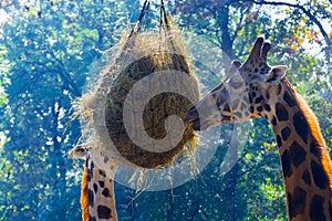 Baringo giraffe eats a ball of hays in a zoo