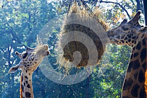 Baringo giraffe eats a ball of hays in a zoo