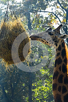 Baringo giraffe eats a ball of hays in a zoo