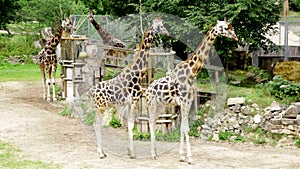 Baringo giraffe giraffa camelopardalis rothschildi wild animals family walking