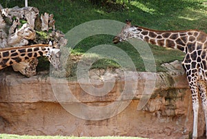 Baringo Giraffe - Giraffa camelopardalis rothschildii