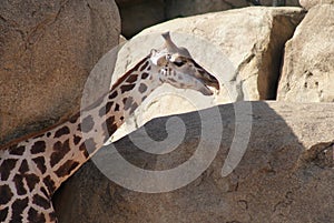 Baringo Giraffe - Giraffa camelopardalis rothschildii